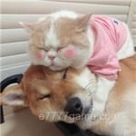 Avatar of Nimra Hussain